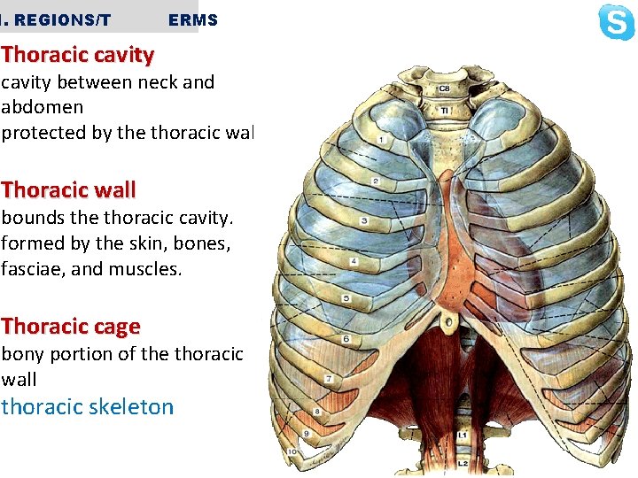 1. REGIONS/T ERMS Thoracic cavity between neck and abdomen protected by the thoracic wall.