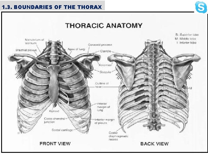 1. 3. BOUNDARIES OF THE THORAX Superior • • • Jugular notch Sternoclavicular joint
