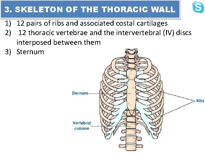 3. SKELETON OF THE THORACIC WALL 1) 12 pairs of ribs and associated costal