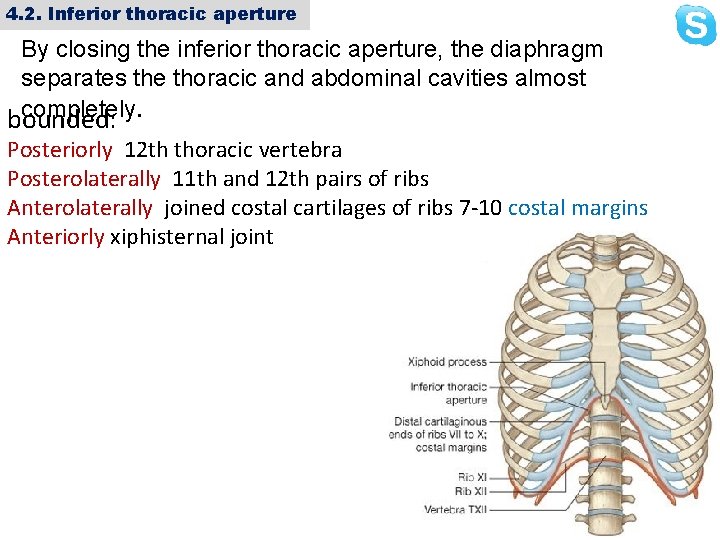 4. 2. Inferior thoracic aperture By closing the inferior thoracic aperture, the diaphragm separates