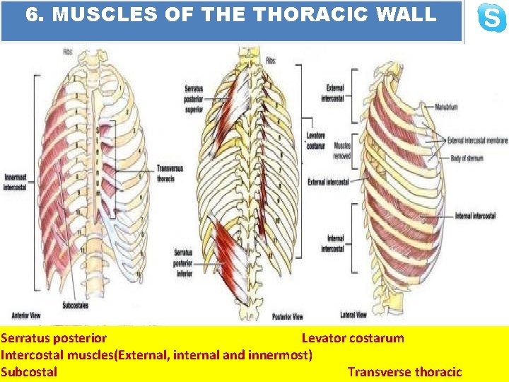 6. MUSCLES OF THE THORACIC WALL Serratus posterior Levator costarum Intercostal muscles(External, internal and