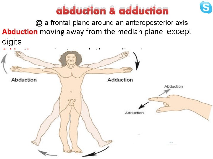 abduction & adduction @ a frontal plane around an anteroposterior axis Abduction moving away
