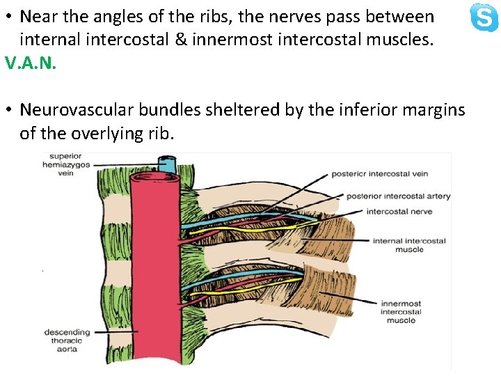  • Near the angles of the ribs, the nerves pass between internal intercostal