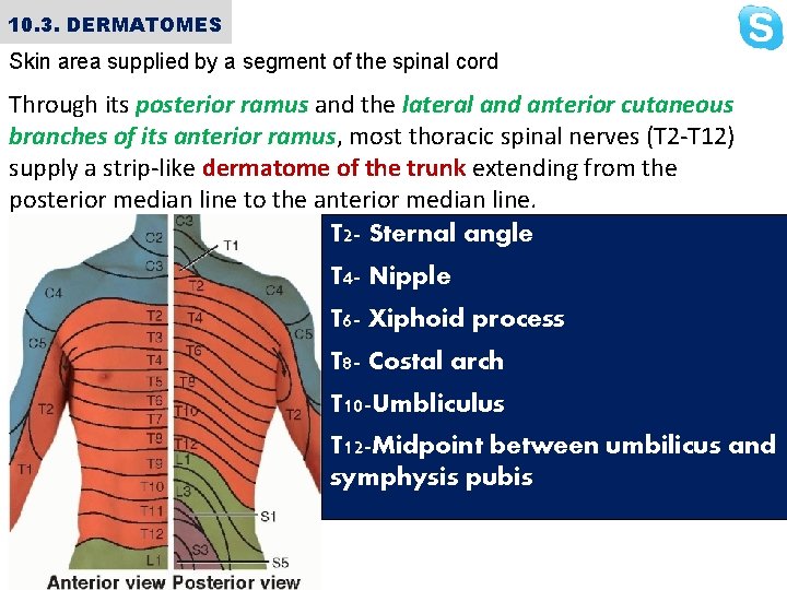 10. 3. DERMATOMES Skin area supplied by a segment of the spinal cord Through