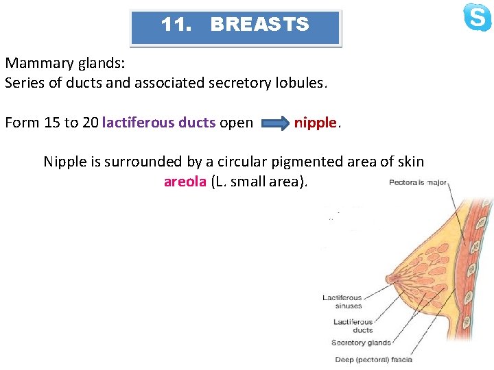 11. BREASTS Mammary glands: Series of ducts and associated secretory lobules. Form 15 to