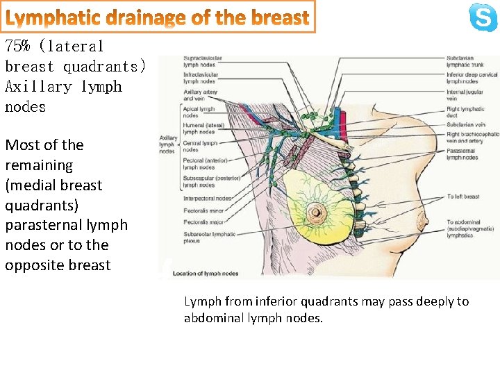 75% (lateral breast quadrants) Axillary lymph nodes Most of the remaining (medial breast quadrants)