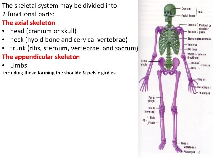 The skeletal system may be divided into 2 functional parts: The axial skeleton •