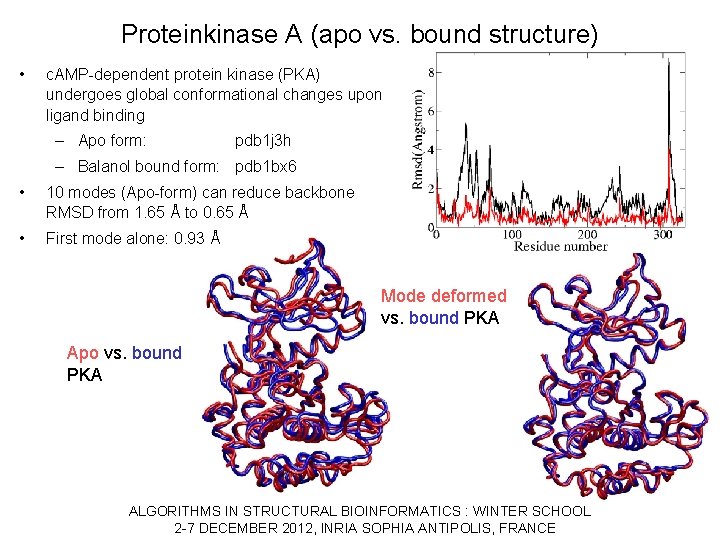 Proteinkinase A (apo vs. bound structure) • c. AMP-dependent protein kinase (PKA) undergoes global