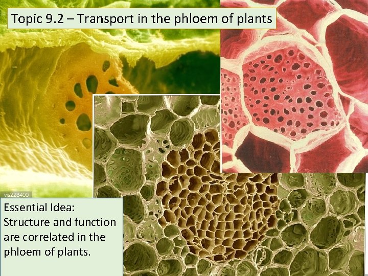 Topic 9. 2 – Transport in the phloem of plants Essential Idea: Structure and