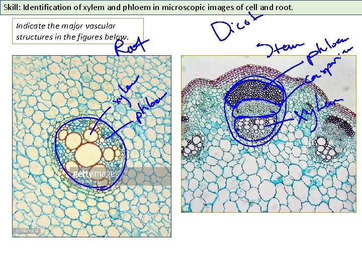 Skill: Identification of xylem and phloem in microscopic images of cell and root. Indicate