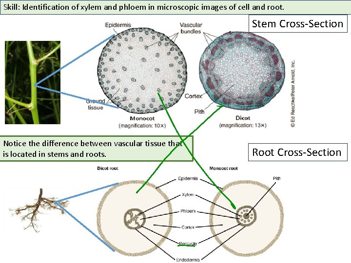 Skill: Identification of xylem and phloem in microscopic images of cell and root. Stem