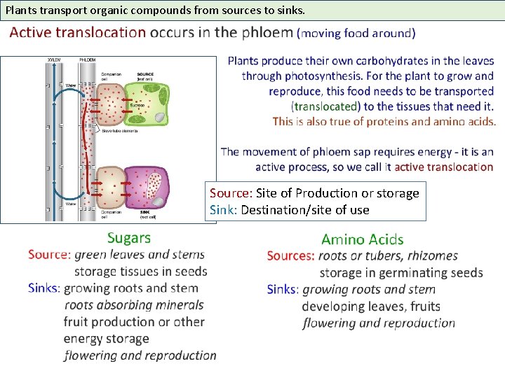 Plants transport organic compounds from sources to sinks. Source: Site of Production or storage