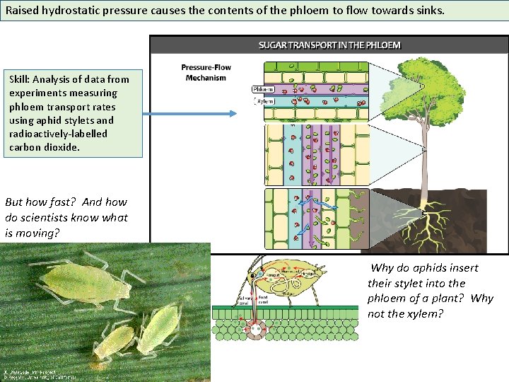 Raised hydrostatic pressure causes the contents of the phloem to flow towards sinks. Skill: