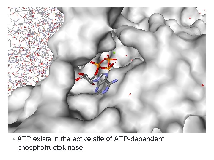 • ATP exists in the active site of ATP-dependent phosphofructokinase • ATP exists in the active site of ATP-dependent phosphofructokinase