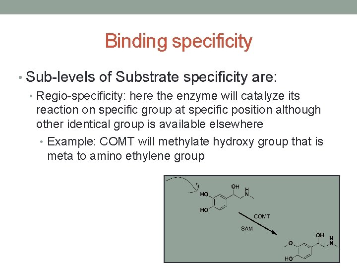 Binding specificity • Sub-levels of Substrate specificity are: • Regio-specificity: here the enzyme will Binding specificity • Sub-levels of Substrate specificity are: • Regio-specificity: here the enzyme will