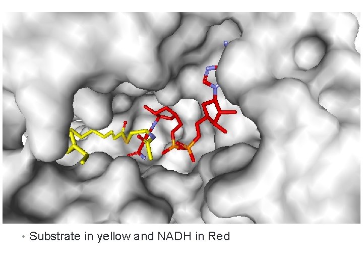 • Substrate in yellow and NADH in Red • Substrate in yellow and NADH in Red