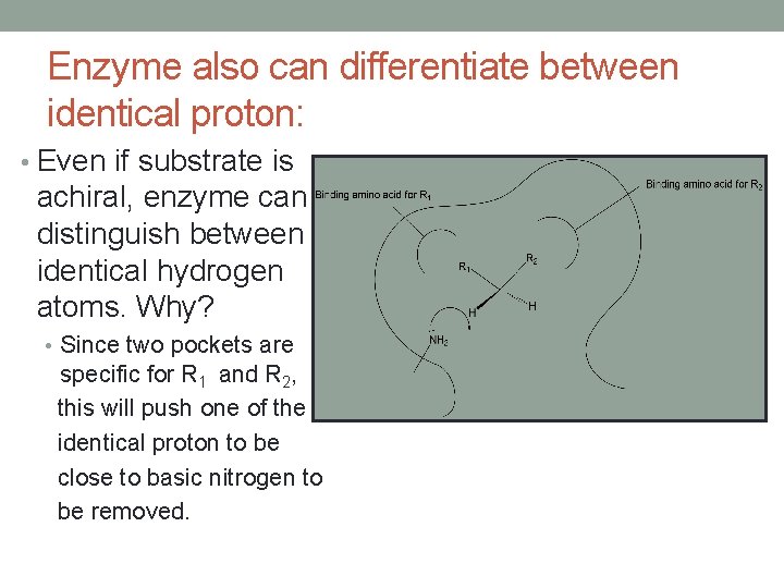 Enzyme also can differentiate between identical proton: • Even if substrate is achiral, enzyme Enzyme also can differentiate between identical proton: • Even if substrate is achiral, enzyme
