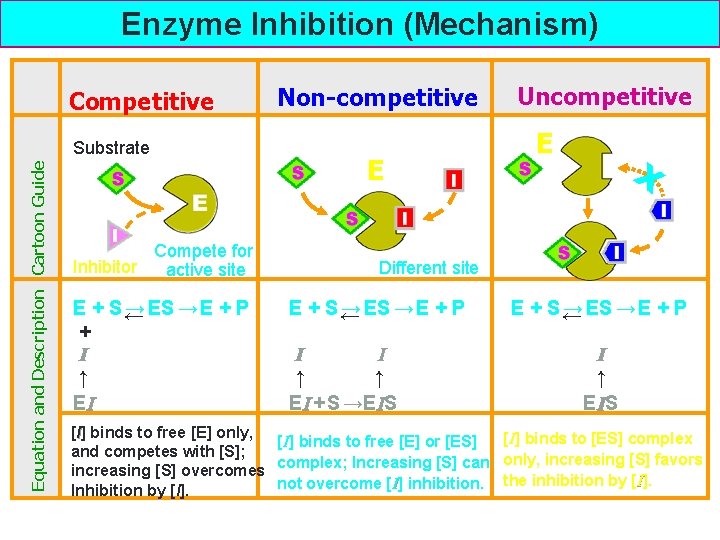 Enzyme Inhibition (Mechanism) Competitive Equation and Description Cartoon Guide Substrate Compete for Inhibitor active Enzyme Inhibition (Mechanism) Competitive Equation and Description Cartoon Guide Substrate Compete for Inhibitor active