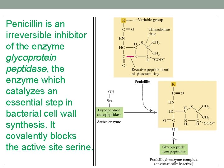 Penicillin is an irreversible inhibitor of the enzyme glycoprotein peptidase, the enzyme which catalyzes Penicillin is an irreversible inhibitor of the enzyme glycoprotein peptidase, the enzyme which catalyzes