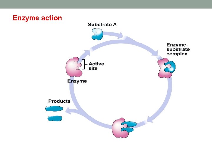Enzyme action Enzyme action