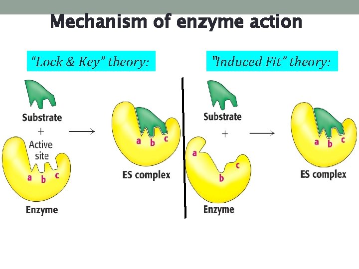 Mechanism of enzyme action “Lock & Key” theory: “Induced Fit” theory: Mechanism of enzyme action “Lock & Key” theory: “Induced Fit” theory: