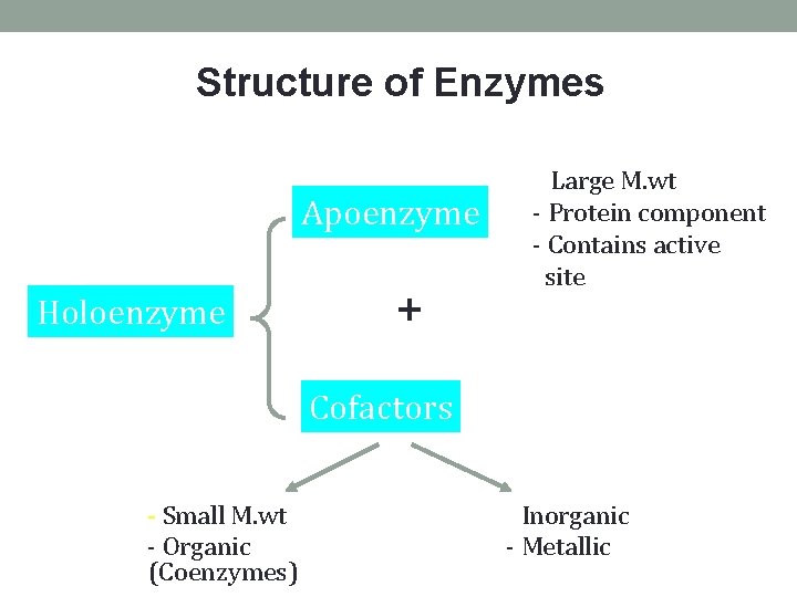 Structure of Enzymes Apoenzyme Holoenzyme + - Large M. wt - Protein component - Structure of Enzymes Apoenzyme Holoenzyme + - Large M. wt - Protein component -
