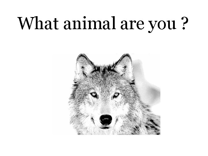 What animal are you ? 
