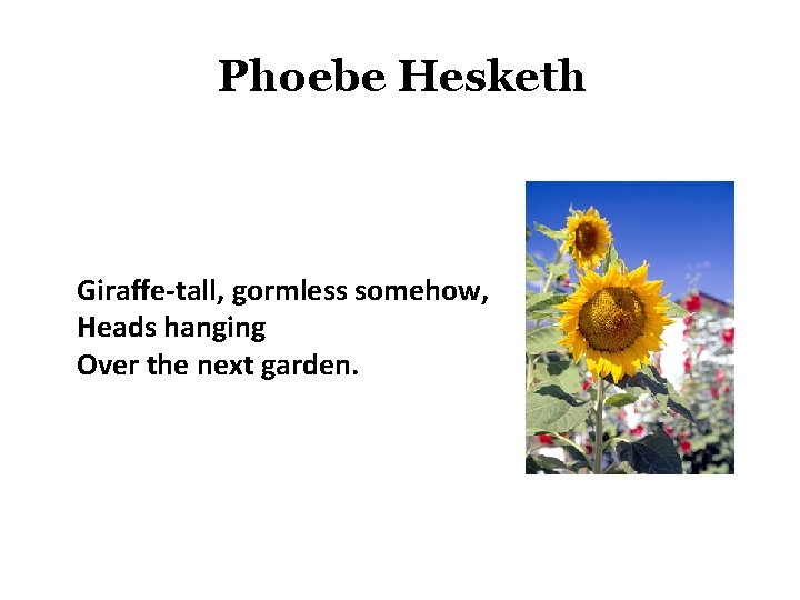 Phoebe Hesketh Giraffe-tall, gormless somehow, Heads hanging Over the next garden. 