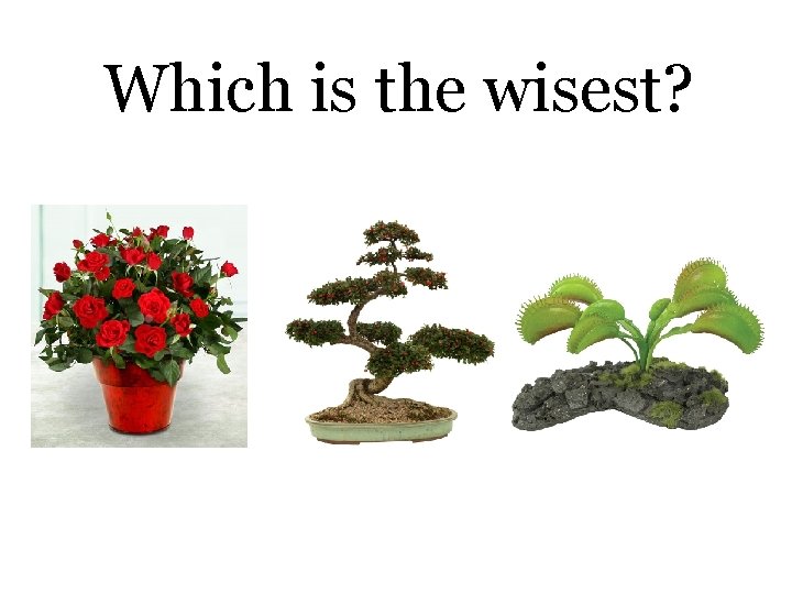 Which is the wisest? 