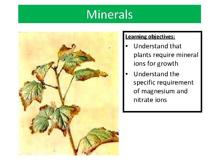 Minerals Learning objectives: • Understand that plants require mineral ions for growth • Understand