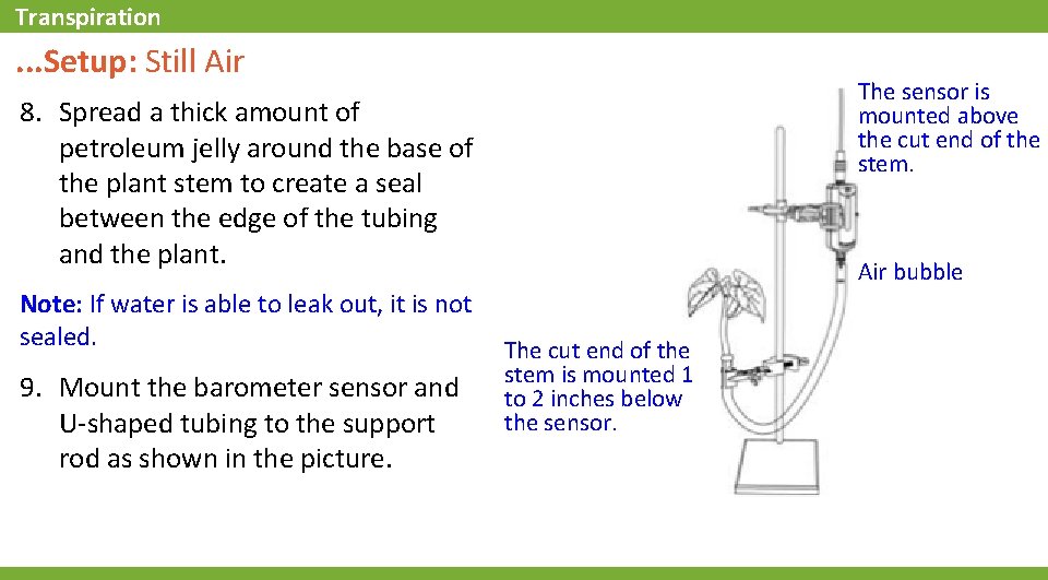 Transpiration . . . Setup: Still Air The sensor is mounted above the cut