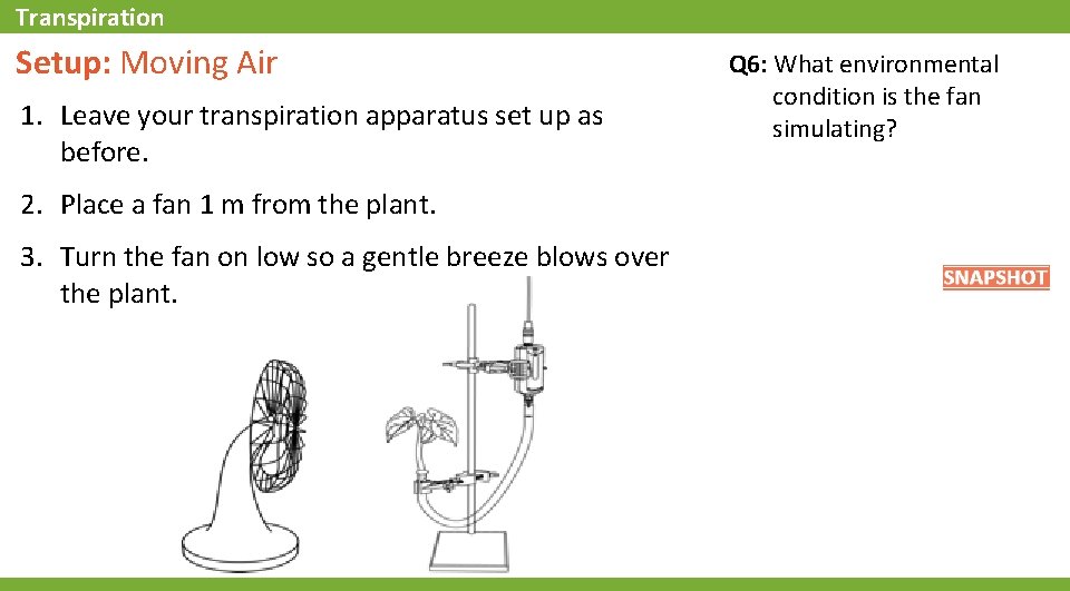 Transpiration Setup: Moving Air 1. Leave your transpiration apparatus set up as before. 2.