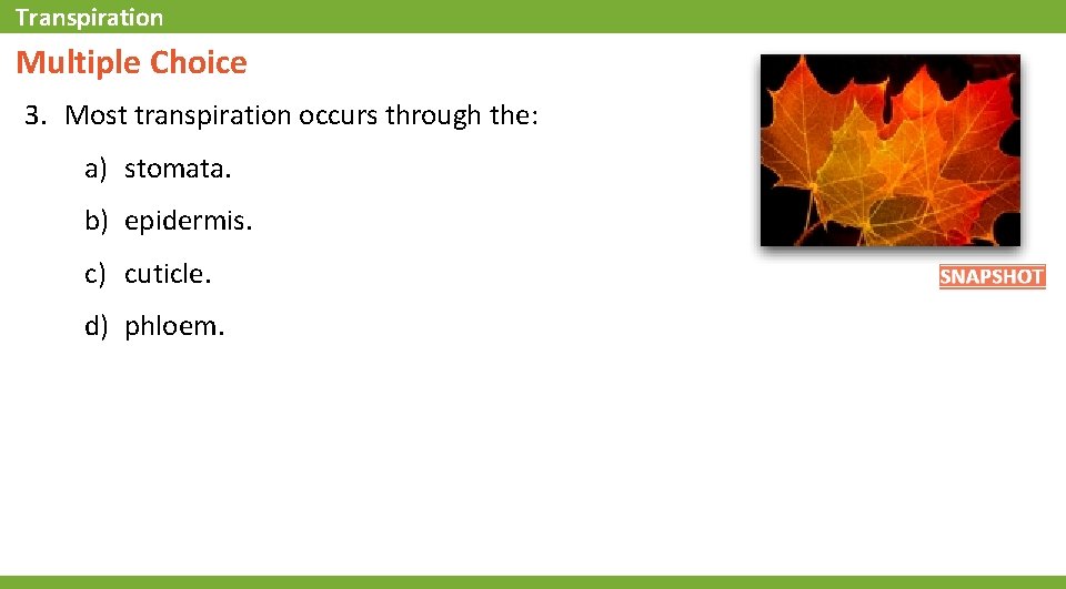 Transpiration Multiple Choice 3. Most transpiration occurs through the: a) stomata. b) epidermis. c)