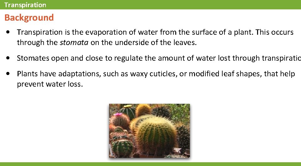 Transpiration Background • Transpiration is the evaporation of water from the surface of a