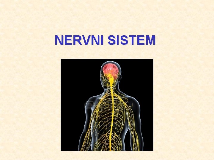 NERVNI SISTEM 