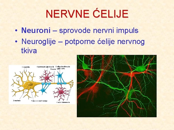 NERVNE ĆELIJE • Neuroni – sprovode nervni impuls • Neuroglije – potporne ćelije nervnog