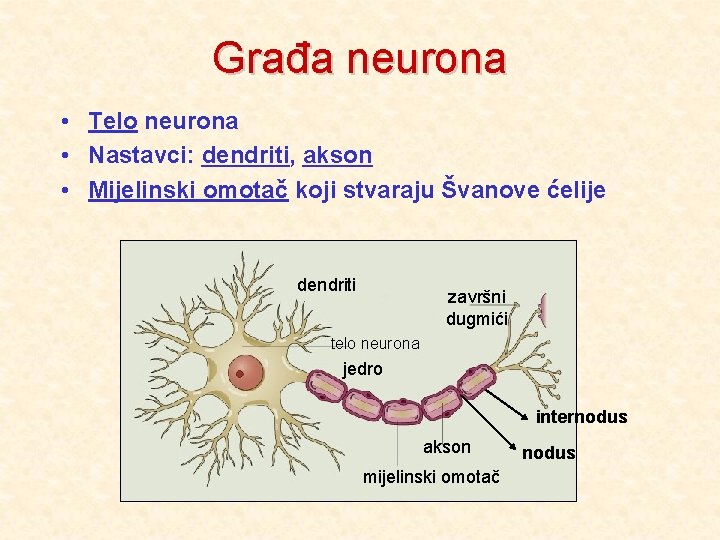 Građa neurona • Telo neurona • Nastavci: dendriti, akson • Mijelinski omotač koji stvaraju