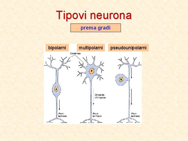 Tipovi neurona prema građi bipolarni multipolarni pseudounipolarni 