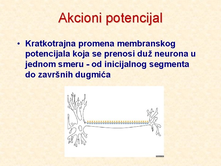 Akcioni potencijal • Kratkotrajna promena membranskog potencijala koja se prenosi duž neurona u jednom