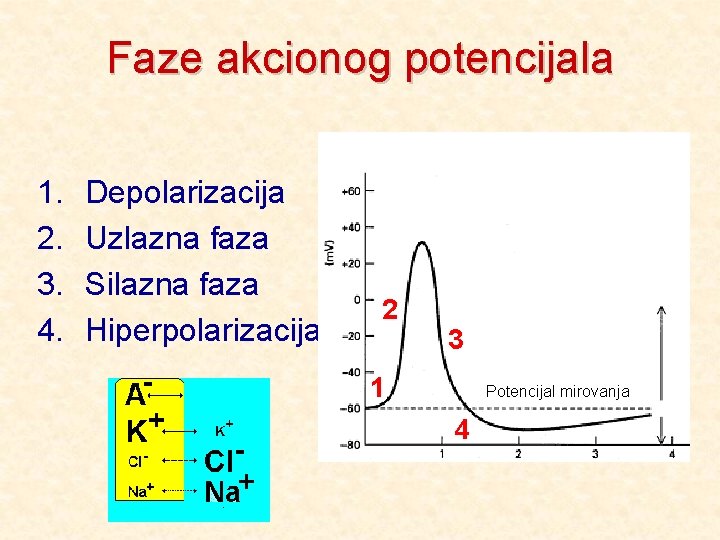 Faze akcionog potencijala 1. 2. 3. 4. Depolarizacija Uzlazna faza Silazna faza Hiperpolarizacija 2