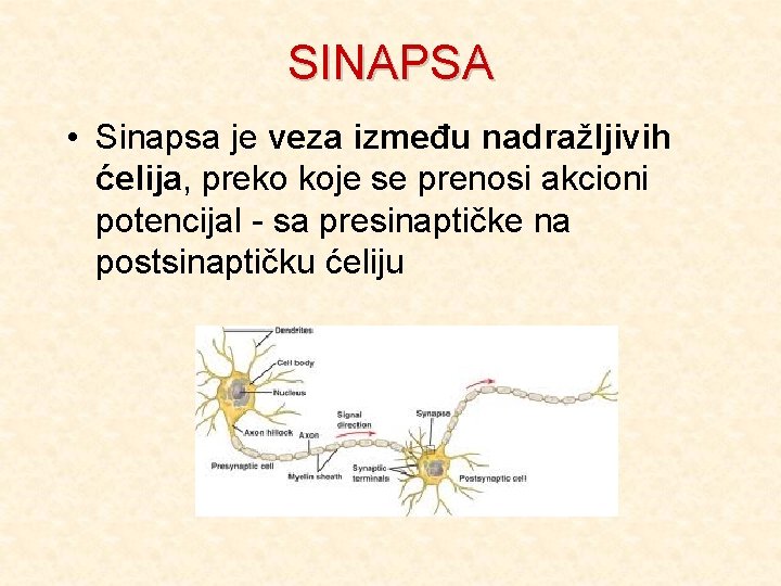 SINAPSA • Sinapsa je veza između nadražljivih ćelija, preko koje se prenosi akcioni potencijal