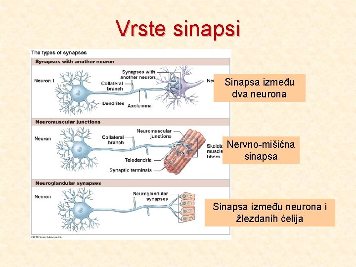 Vrste sinapsi Sinapsa između dva neurona Nervno-mišićna sinapsa Sinapsa između neurona i žlezdanih ćelija