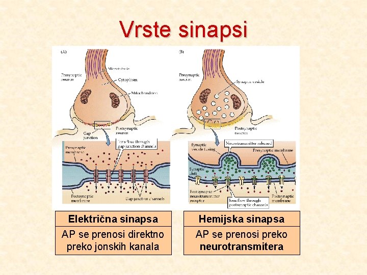 Vrste sinapsi Električna sinapsa AP se prenosi direktno preko jonskih kanala Hemijska sinapsa AP