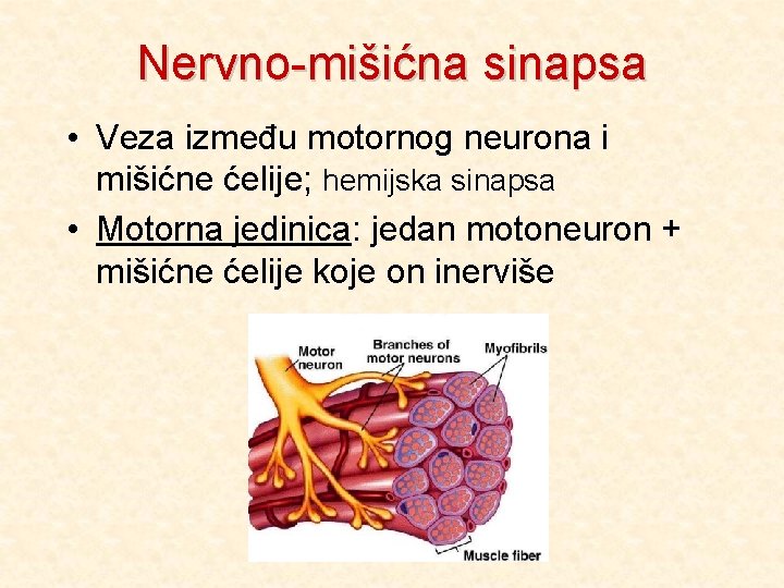 Nervno-mišićna sinapsa • Veza između motornog neurona i mišićne ćelije; hemijska sinapsa • Motorna