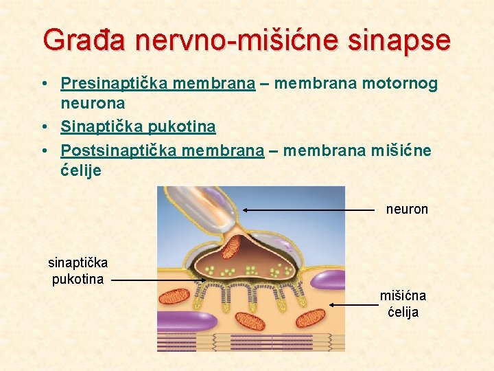 Građa nervno-mišićne sinapse • Presinaptička membrana – membrana motornog neurona • Sinaptička pukotina •