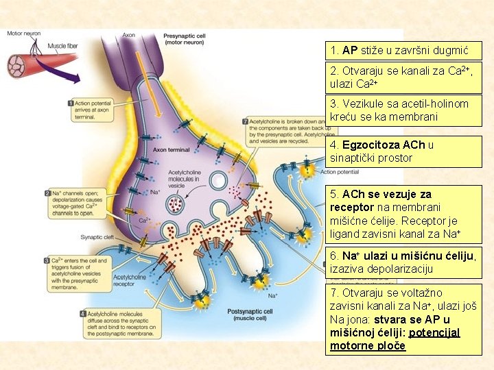 1. AP stiže u završni dugmić 2. Otvaraju se kanali za Ca 2+, ulazi