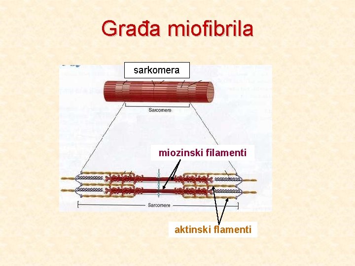 Građa miofibrila sarkomera miozinski filamenti aktinski flamenti 