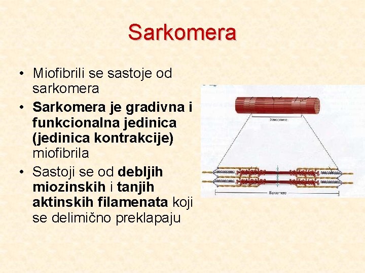 Sarkomera • Miofibrili se sastoje od sarkomera • Sarkomera je gradivna i funkcionalna jedinica