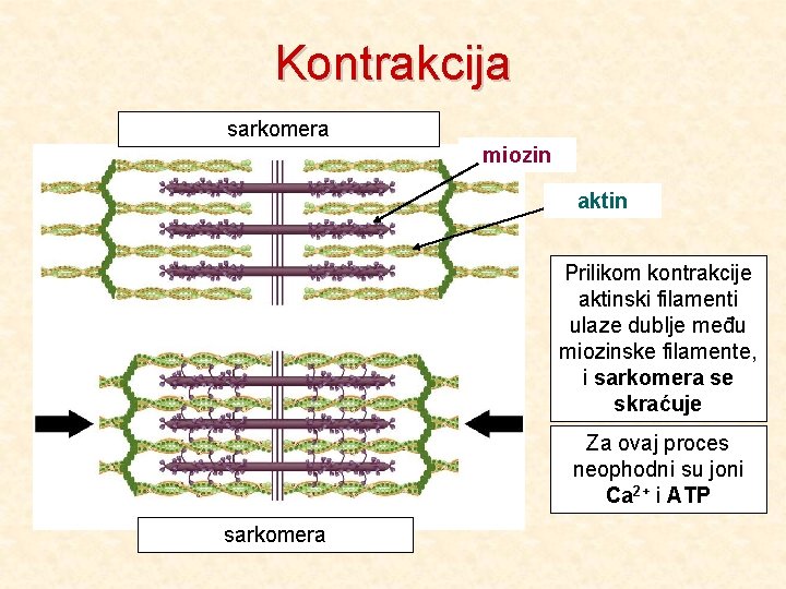 Kontrakcija sarkomera miozin aktin Prilikom kontrakcije aktinski filamenti ulaze dublje među miozinske filamente, i