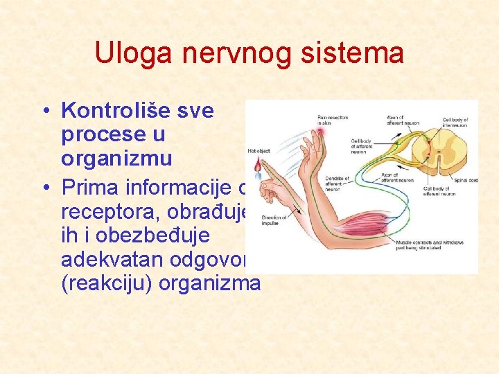 Uloga nervnog sistema • Kontroliše sve procese u organizmu • Prima informacije od receptora,